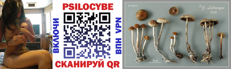 купить  цена  Сясьстрой  МЕГА зеркало  Галлюциногенные грибы Psilocybe 